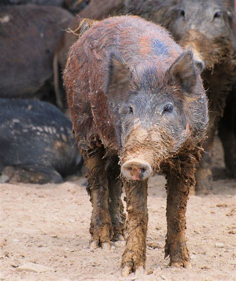 bringing home  bacon feral pigs  entice hunters  eastern washington  fall