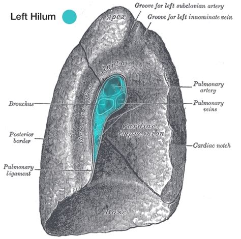 Hilum Of The Lung Anatomy And Pathology Kenhub