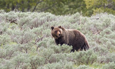 grizzly bear defenders  wildlife