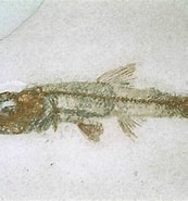 Afbeeldingsresultaten voor Lampanyctus pusillus Superklasse. Grootte: 173 x 185. Bron: www.thefossilforum.com