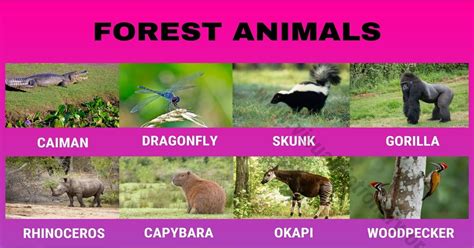 forest animals helpful list    animals living