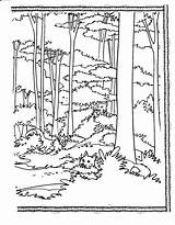 Forest Coloring Pages Habitat Printable Animal Drawing Trees Tall Book Deciduous Sheets Books Clipart Tree Print Adult Jungle Landscape Getdrawings sketch template