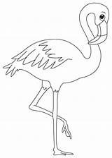 Flamingo Coloring Pages Printable Books Last sketch template