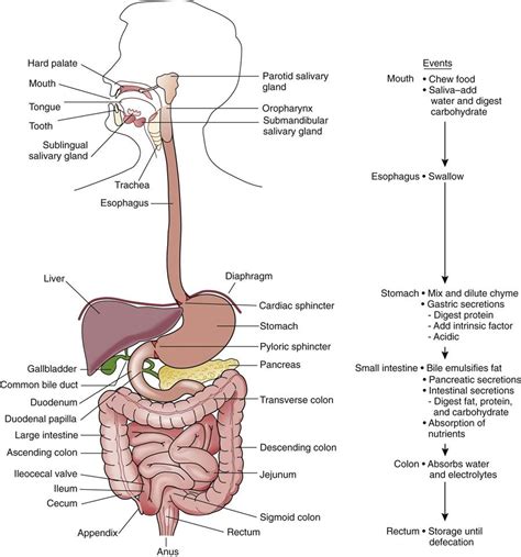 digestive system disorders basicmedical key