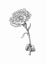 Flower Carnation Coloring Drawing Pages Tattoo Birth Tattoos Outline Realistic Drawings Super Edupics School Marigold January Visit Choose Board Printable sketch template
