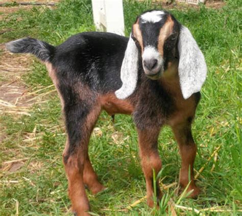 goat breeds  pets pethelpful