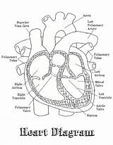 Heart Coloring Diagram Anatomy Pages Getcolorings Printable Color sketch template