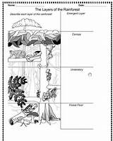 Rainforest Layers Worksheet Worksheets Printable Kids Teaching Activity Kindergarten Activities Lesson Jungle Animals Amazon Coloring Preschool Forest Pages Rainforests Levels sketch template