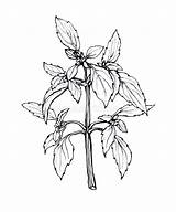 Basilic Feuilles Branche sketch template