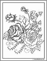 Coloring Rose Pages Buds Garden Rosebud Bunch Sheets Printable Color Pdf Printables Getcolorings Rosebuds Designlooter Print sketch template