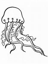 Medusa Medusas Marinhos Jellyfish Aprile Pesce Octopus Colorea sketch template