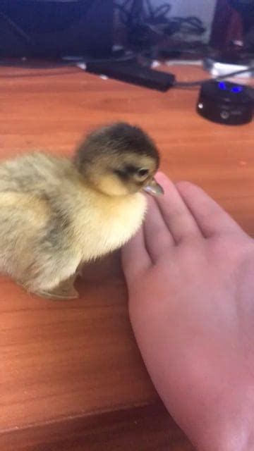 ducks finally produced  baby    likes  rpetthedamnduck