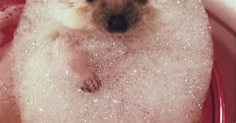 Bubble Bath Anyone Imgur