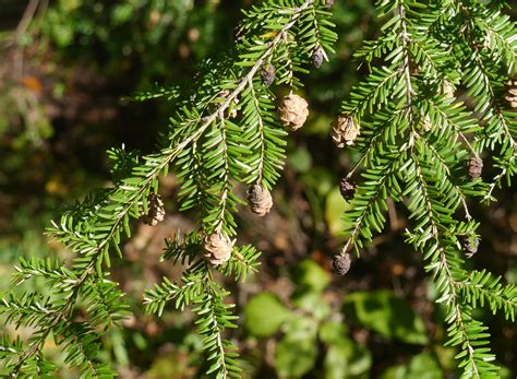 eastern hemlock identify  plant