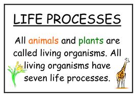 life processes display posters teaching resources