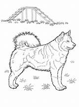 Coloring Pages Huskies Popular sketch template