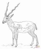 Antilope Antelope sketch template