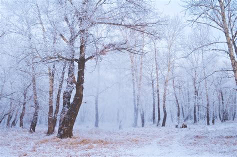 winter forest  stock photo public domain pictures