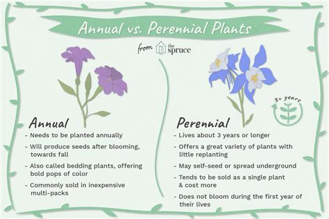 annual plants  perennials