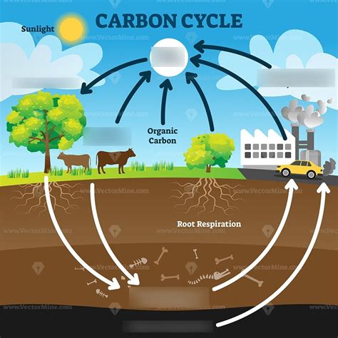 carbon cycle labelling diagram quizlet