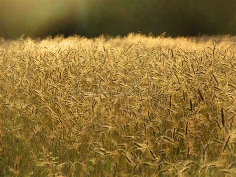 graanveld springendal twente wheat field springendal twente netherlands stock image image