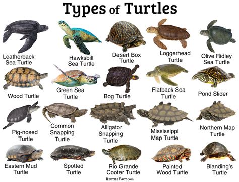 turtles facts  list   types  pictures