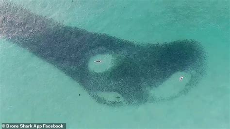 drone captures  sharks circling unaware swimmers  sydneys bondi beach readsector