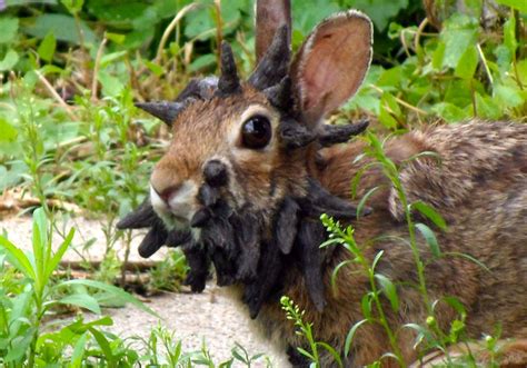 unusual minnesota rabbit video attracts attention yahoo news