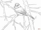 Chickadee Coloring Songbird Capped Pages Printable Crafts Supercoloring Drawing Diy Color Bird Super Birds Kids Skip Main sketch template