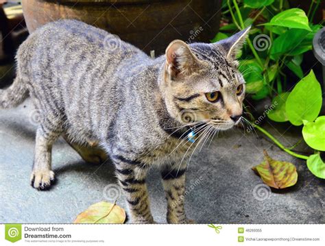 grey tabby thai cat looking for something stock image image of face