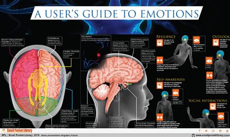 infographic  brain  users guide  emotions