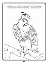 Vulture Coloring Griffon Vultures Colouring 77kb Getdrawings Drawing sketch template