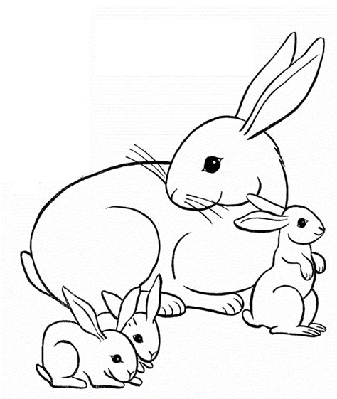meet  bunny family coloring pages  kids  printable bunnies