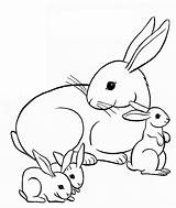Coloring Family Bunny Pages Colouring Kids Printable Disimpan Dari Baby sketch template