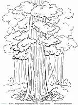 Coloring Tree Pages Sequoia California State Redwood Drawing Printable Trees Abraham Isaac Flag Kids Color Coloring4free Quail Print 2021 Nature sketch template
