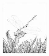 Dragonfly Drawing Stippling Ink Pen Draw Hatches Bark Left Pattern Side Add sketch template