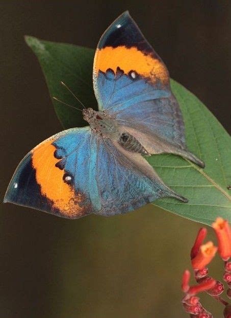 perpaduan warna  indah kupu kupu butterfly