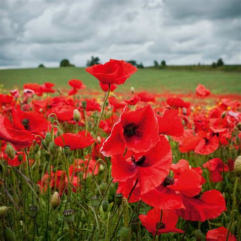 poppy field ubicaciondepersonascdmxgobmx