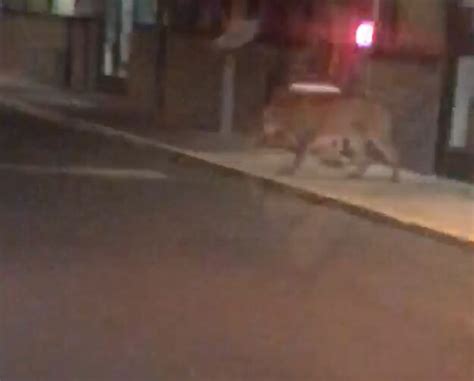 Witness Says Bend Cougar Calmly Walked City Streets Thursday Morning