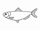 Herring Coloring Coloringcrew sketch template