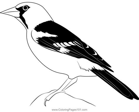 oriole black coloring page printable coloring pages coloring pages