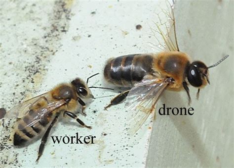 ive  hives beehavior  drones