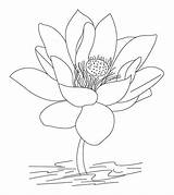 Coloring Flower Lotus India Pages Beautiful Kids Color Momjunction Printable sketch template