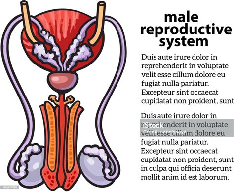 male reproductive system stock illustration download image now istock