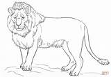 Lion Drawing Draw Coloring Outline Supercoloring Drawings Kids Tutorials Male Standing Step Pages Beginners Animal Lions Printable Life Tracing Choose sketch template