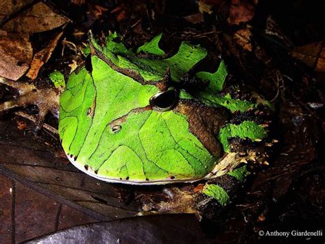 wapiti amazon horned frog ceratophrys cornuta  flickr