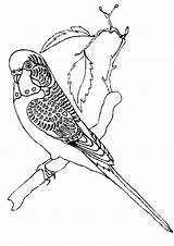 Pages Budgie Coloring Getcolorings Parkiet sketch template