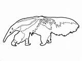 Anteater Coloring Coloringbay sketch template