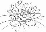 Coloring Lotus Flower Pages Printable Kids Popular sketch template