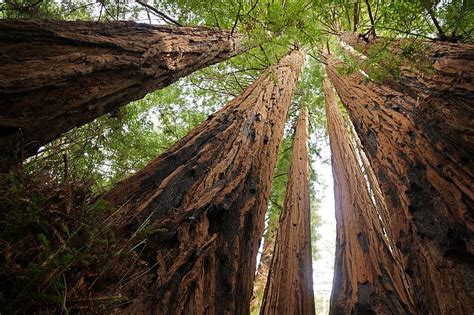 Coastal Redwoods Battle Heats Up Along The Gualala River Will Parrish